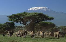 Amboseli 2.