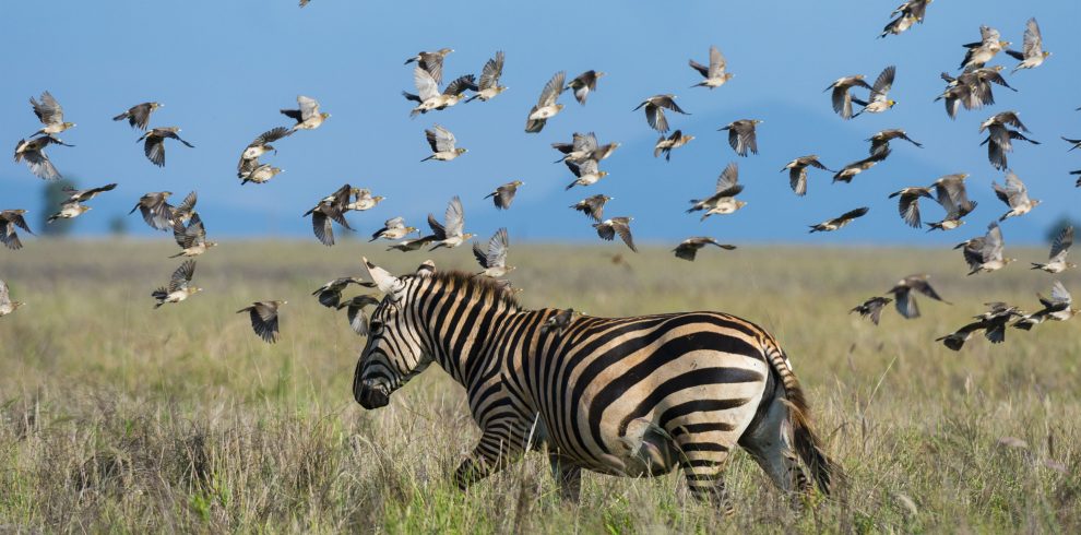 a-zebra-amidst-a-flurry-of-birds-taking-flight-ove-2024-07-03-23-04-08-utc