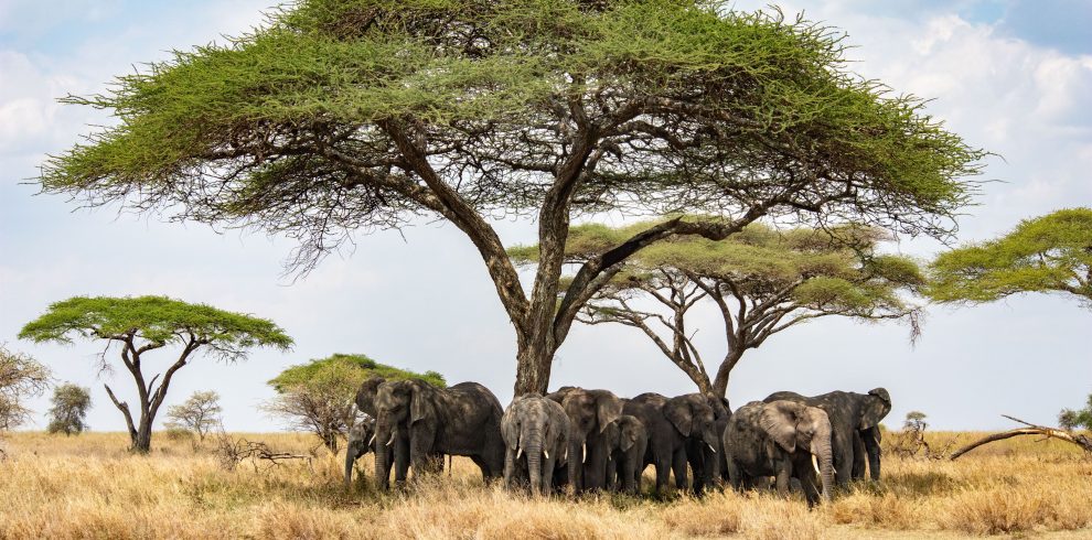 beautiful-shot-of-african-bush-elephants-loxodont-2023-11-27-05-17-39-utc